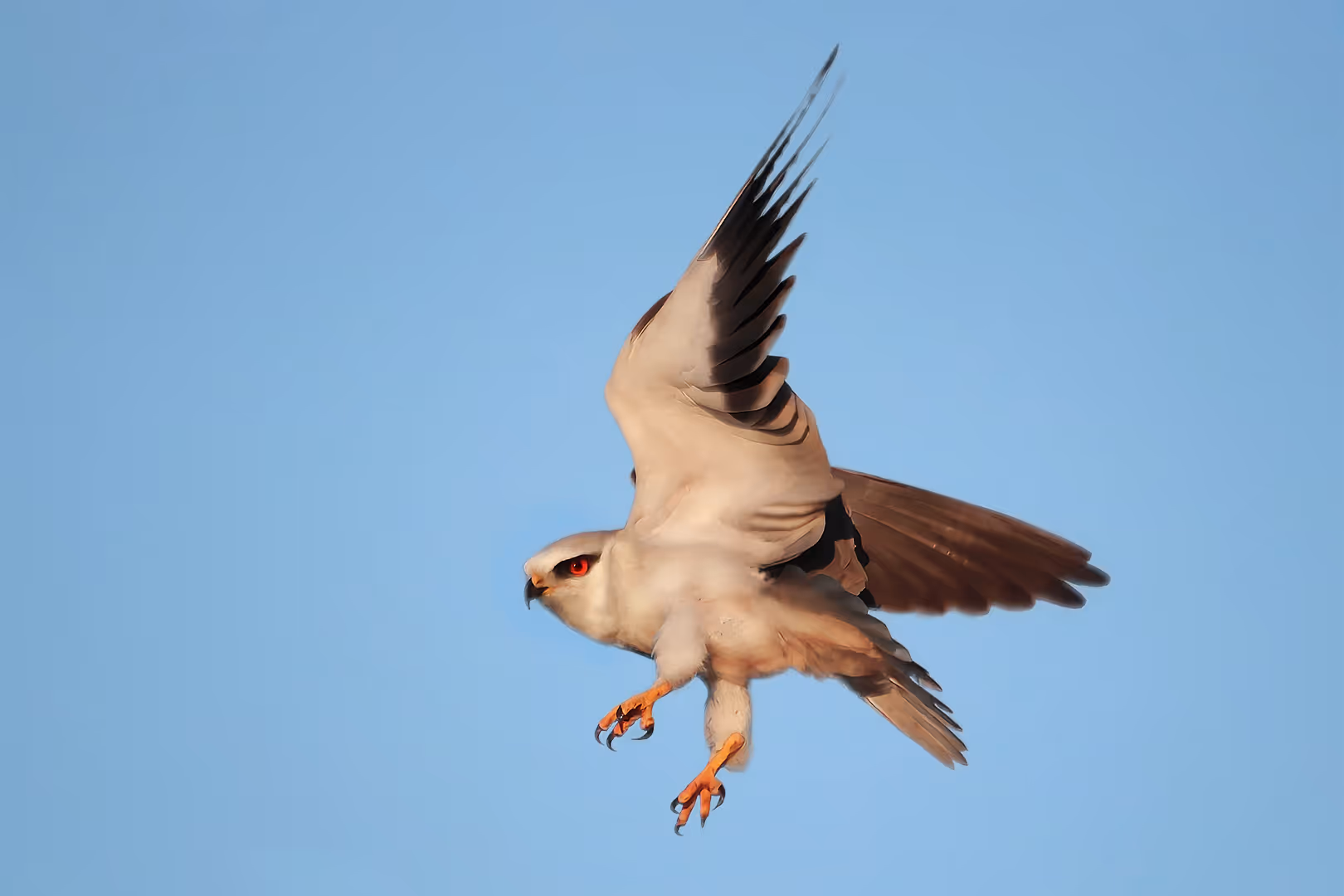 דאה שחורת כתף בתעופה
