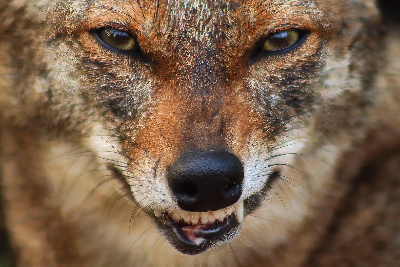 תן זהוב בתקריב קיצוני