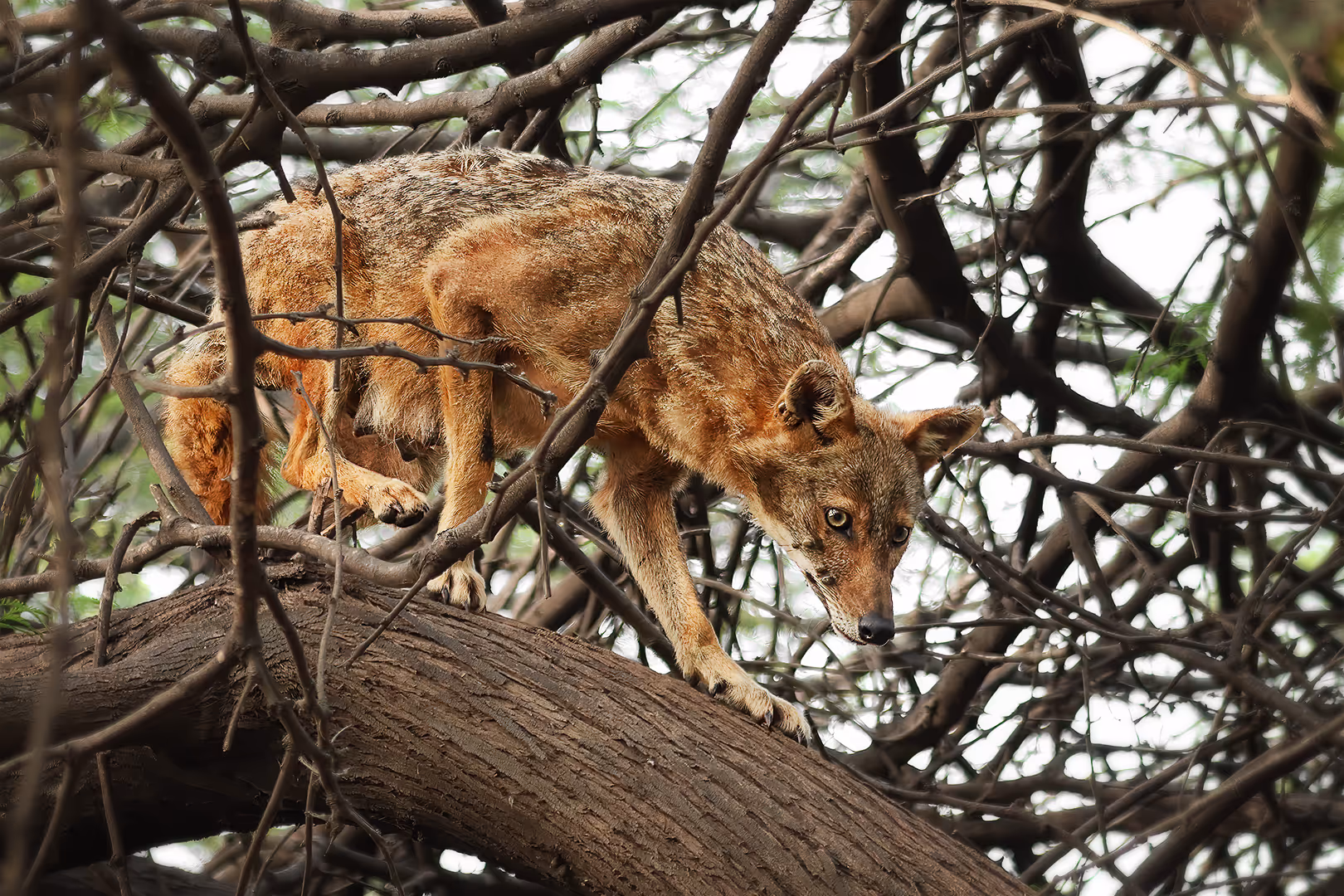תן זהוב על עץ