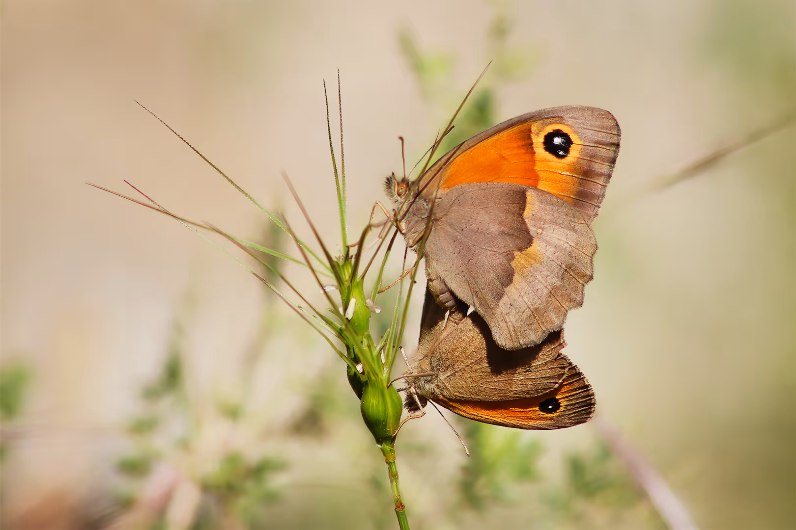 סטירית פקוחה בהזדווגות