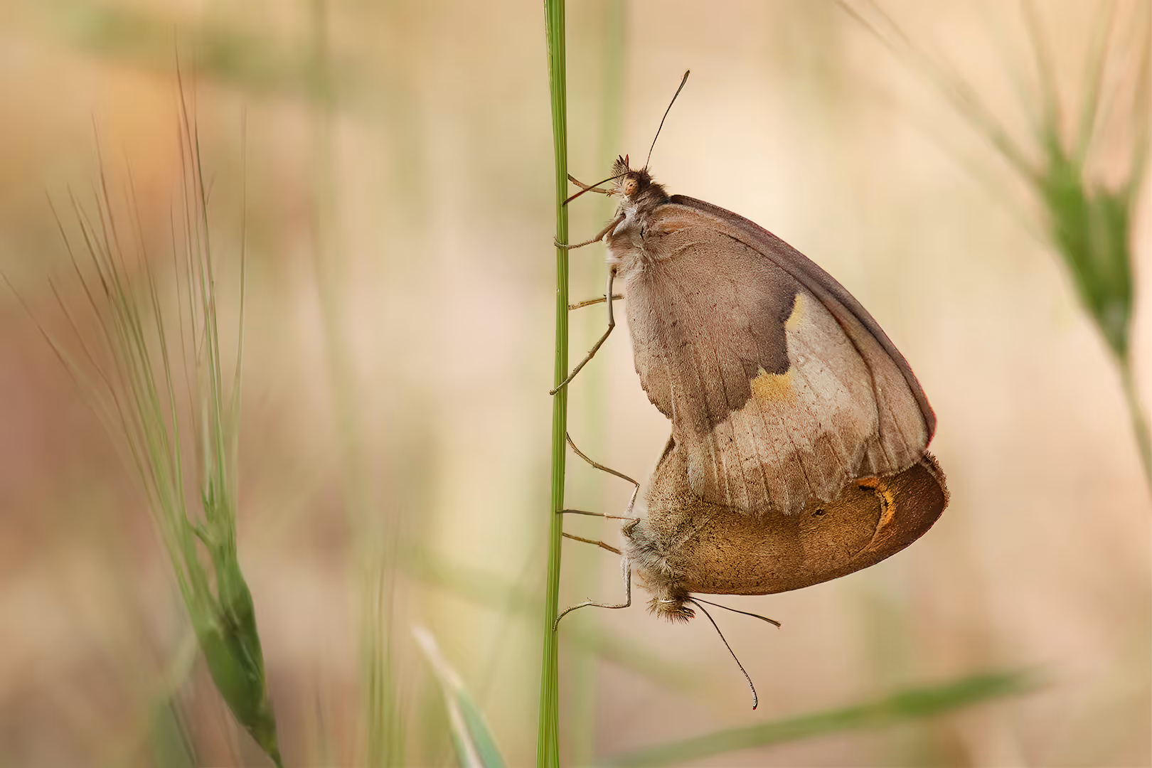 סטירית פקוחה בהזדווגות