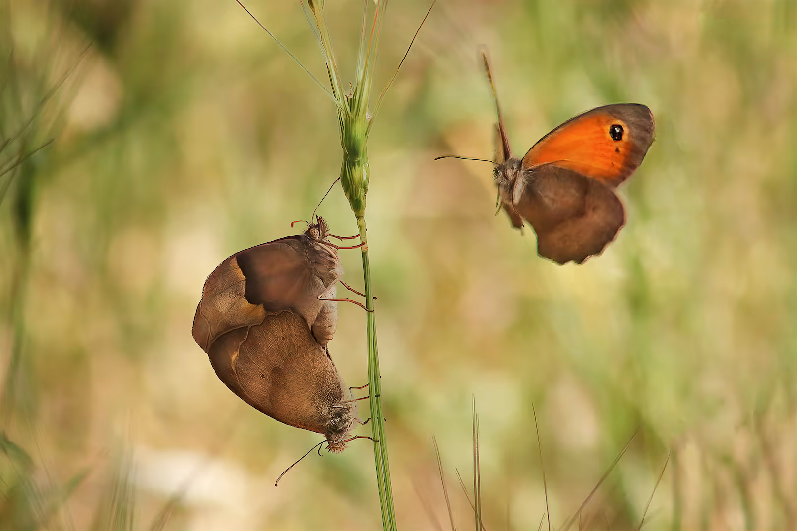סטירית פקוחה בהזדווגות עם אורח