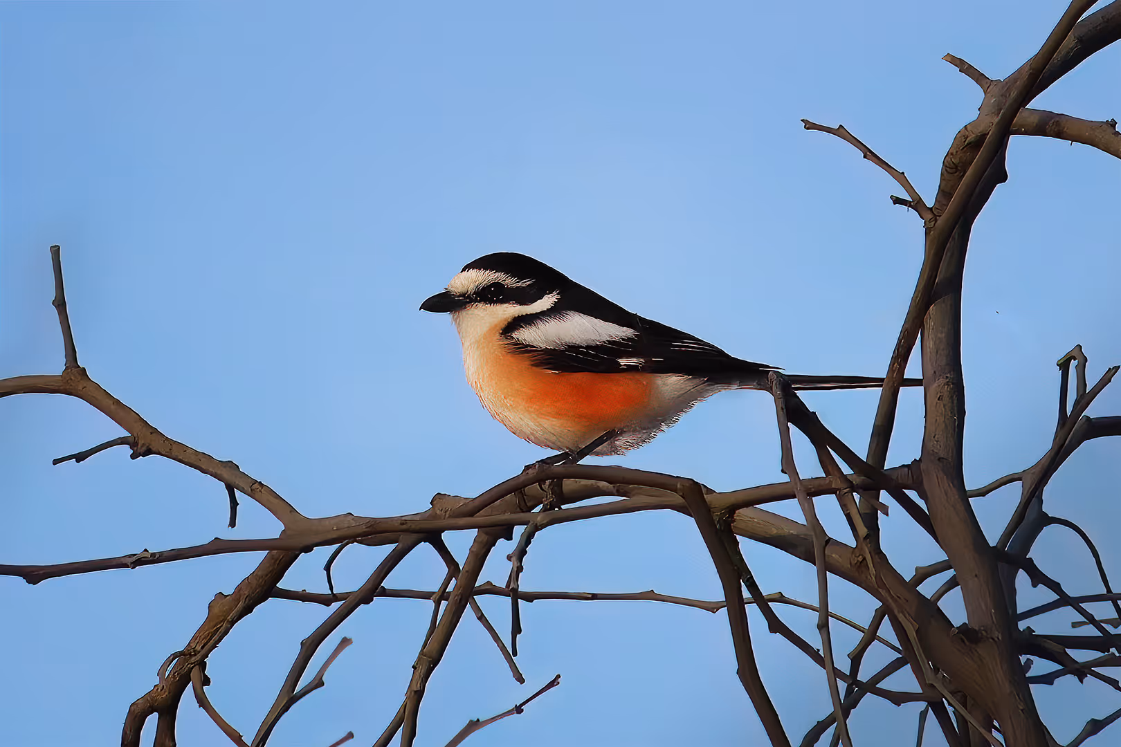 חנקן נובי על ענף
