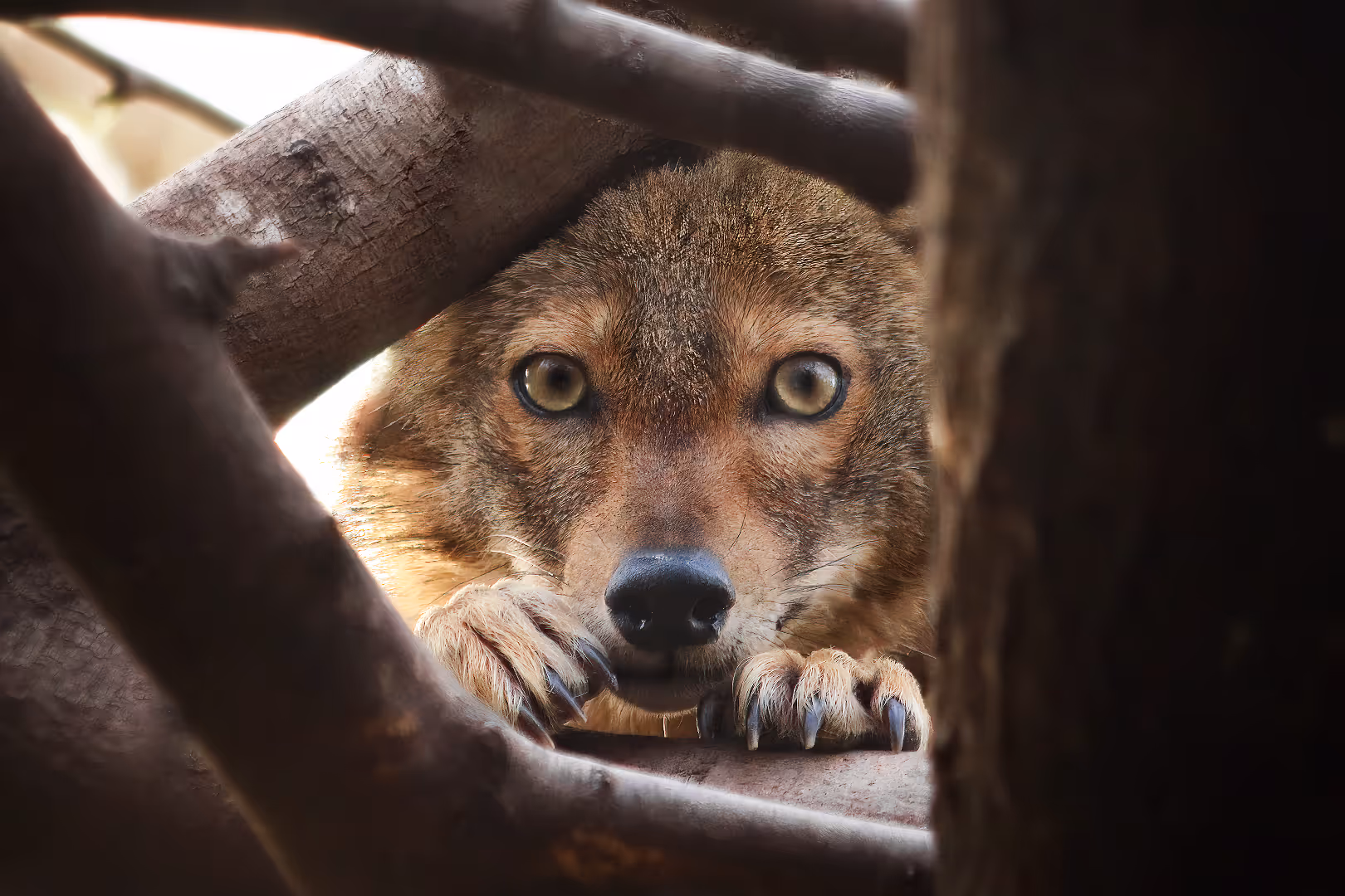תן זהוב על עץ בתקריב