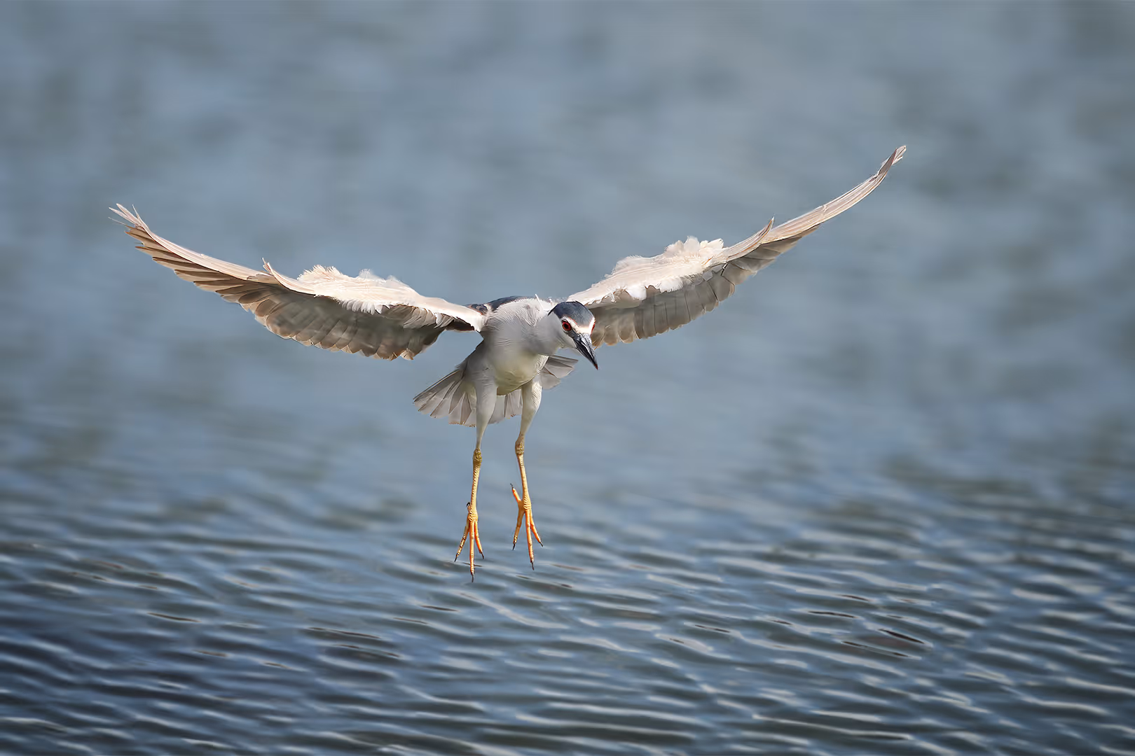 אנפת לילה בתעופה מעל המים