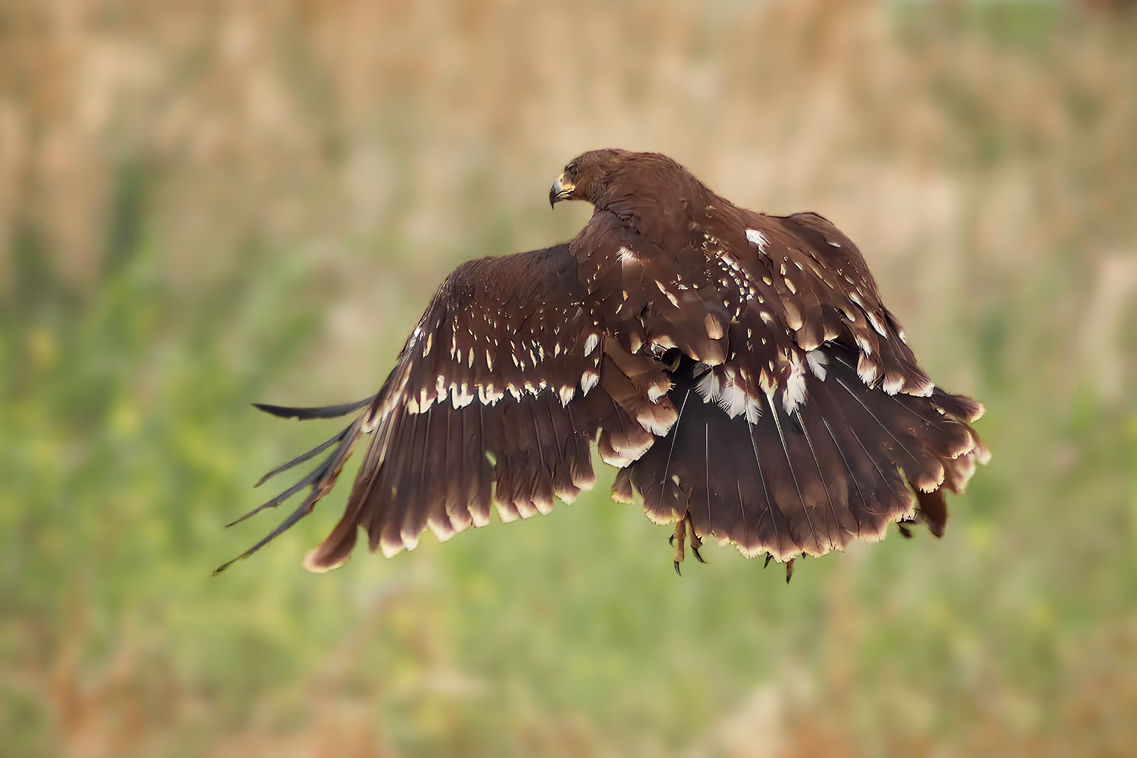 עיט צפרדעים בתעופה