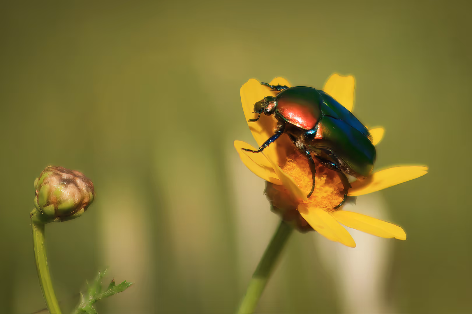 נחושתית הקוצים על פרח
