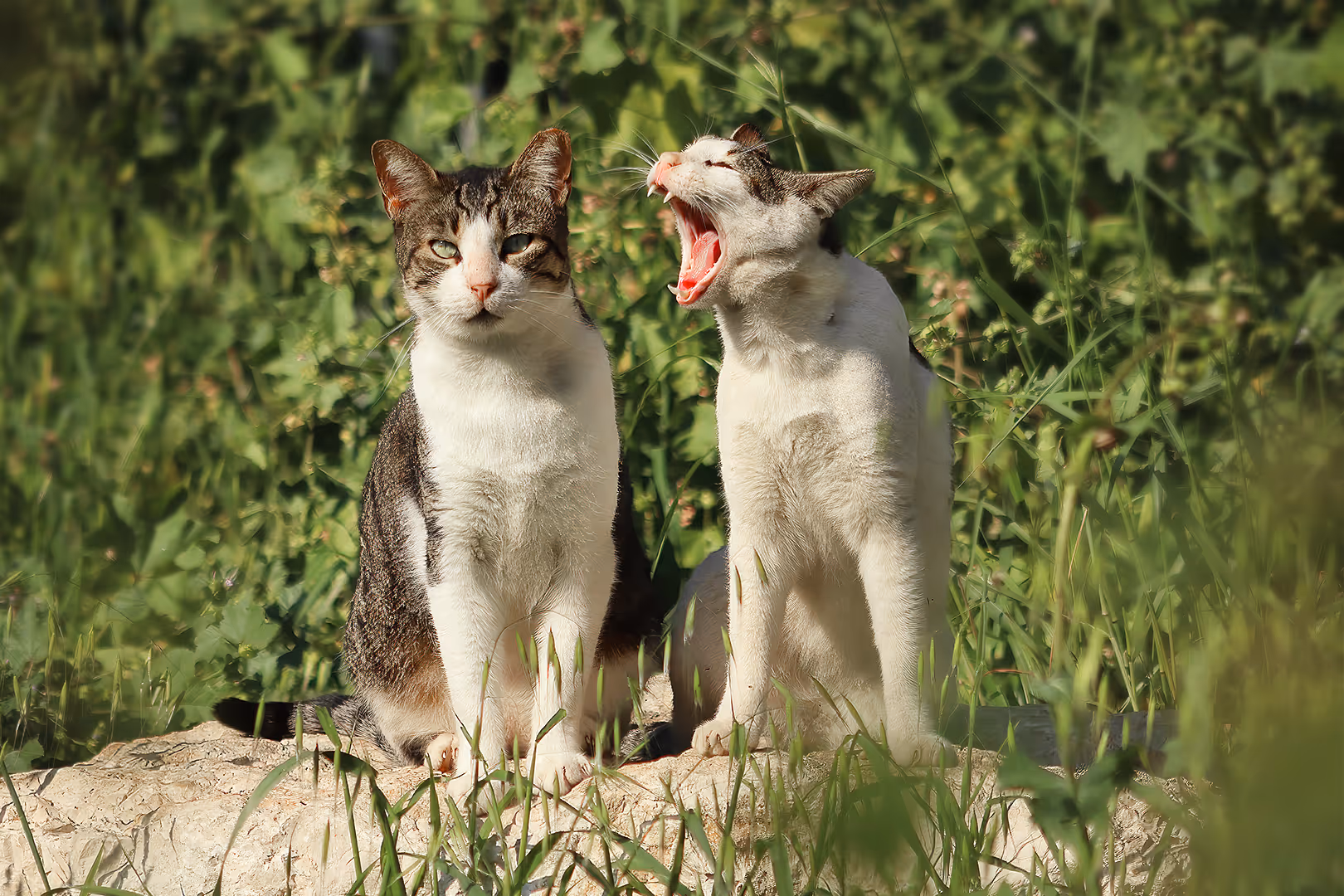 חתולי בית בתקשורת