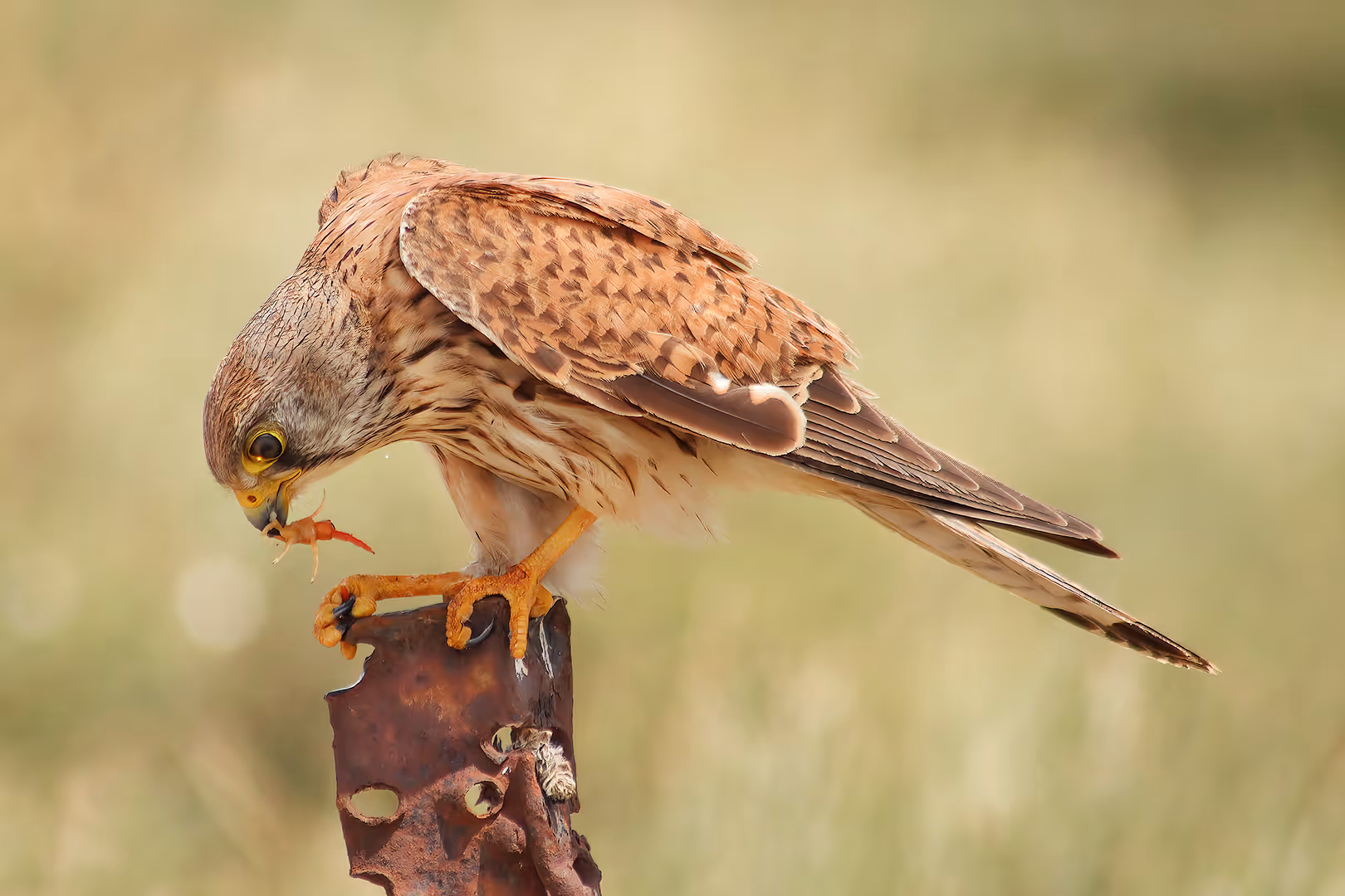 בז מצוי מפרק נדל
