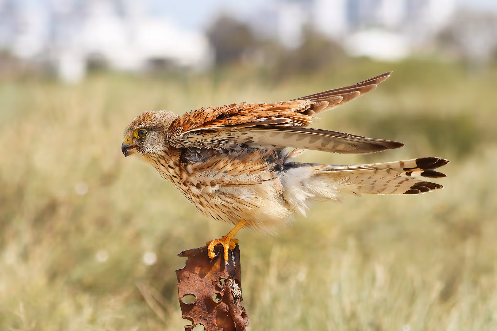 בז מצוי פורש נוצות על בזנט