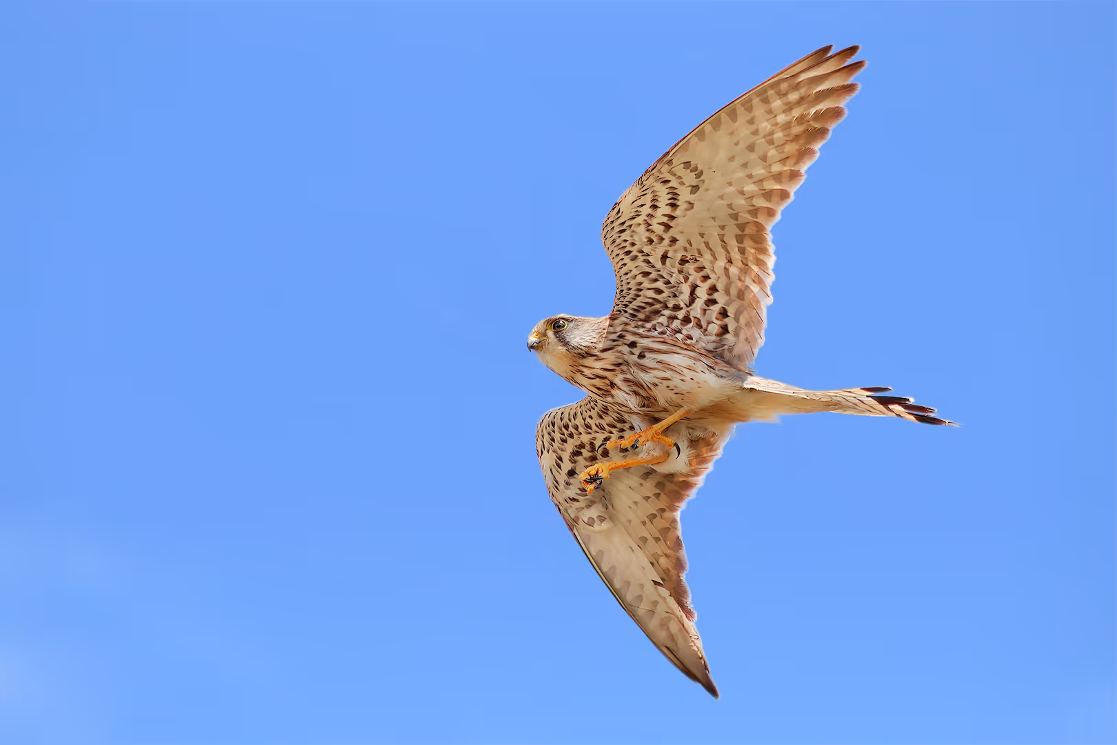 בז מצוי בתעופה
