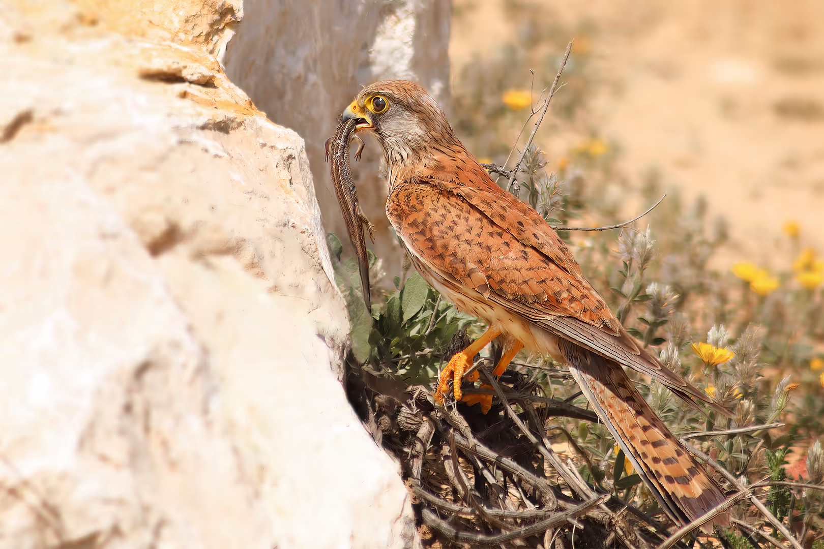 בז מצוי עם טרף