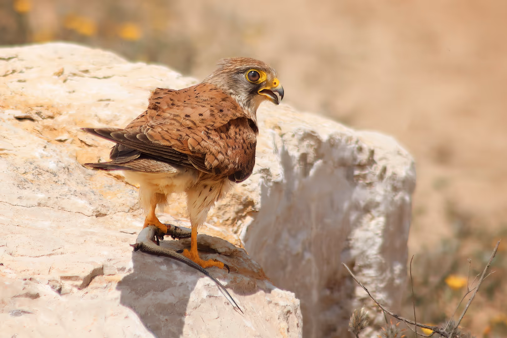 בז מצוי עם טרף על סלע