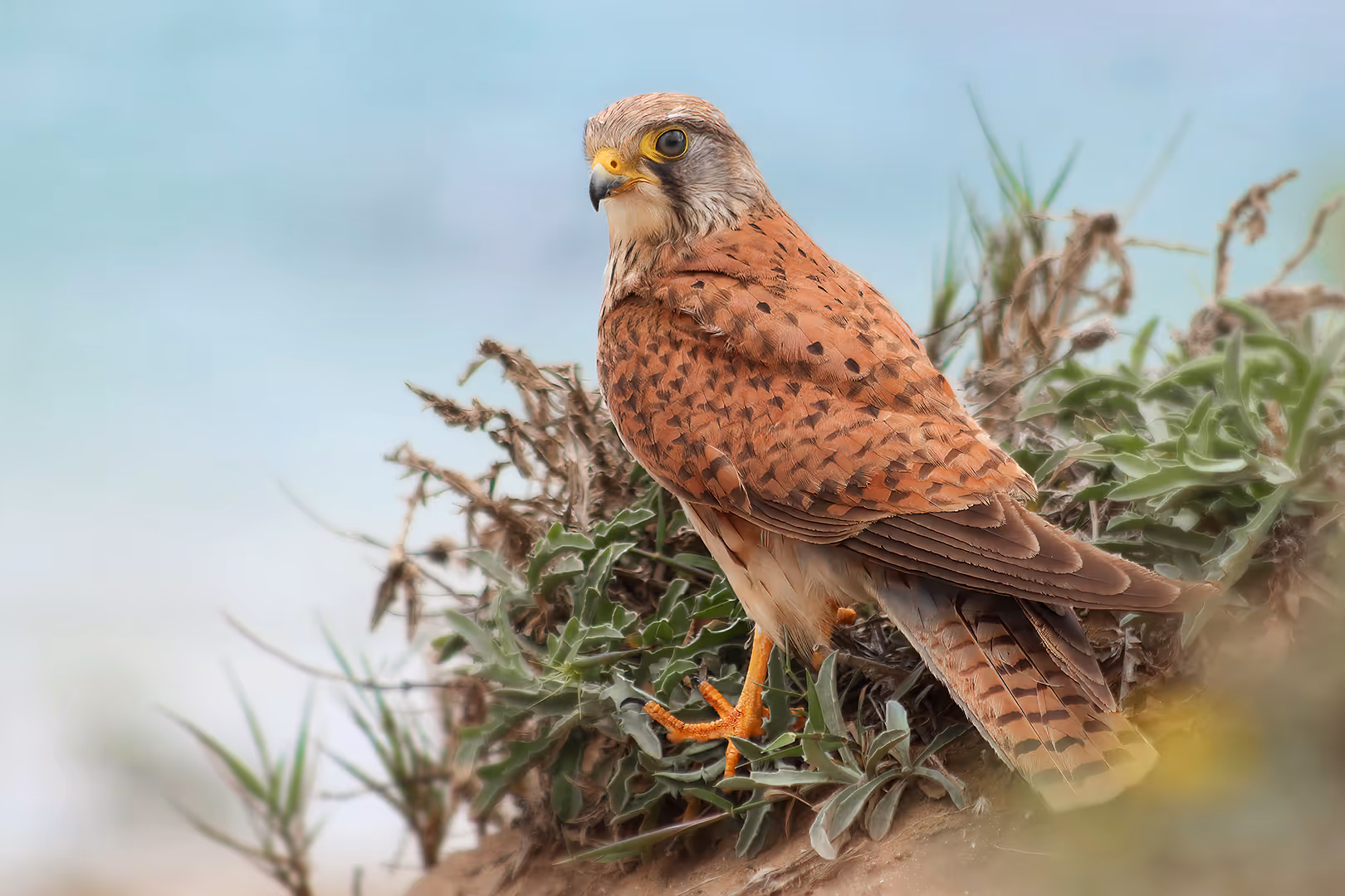 בז מצוי על רקע הים