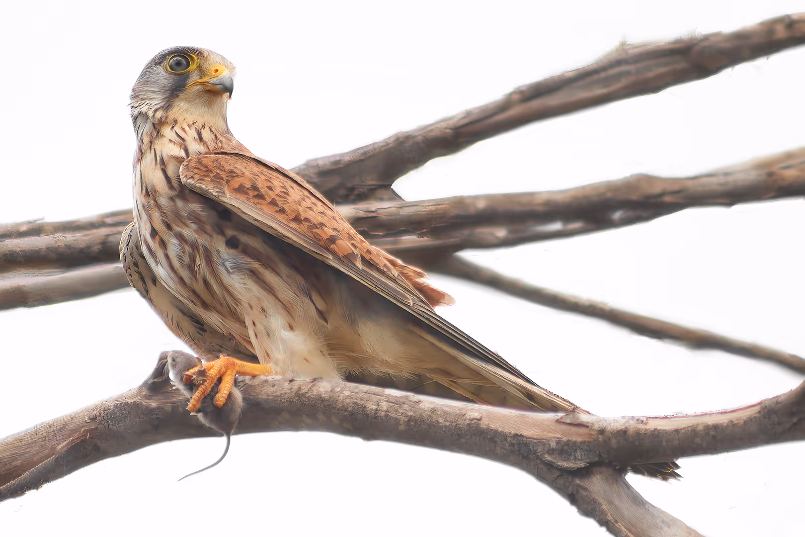 בז מצוי עם מכרסם
