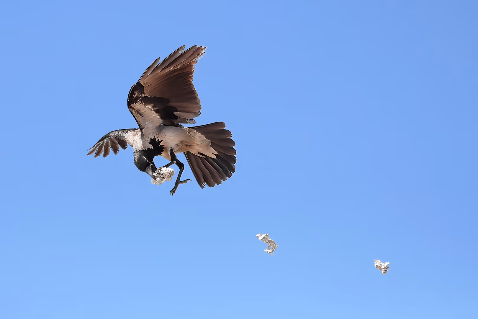 עורב אפור עם נייר כסף