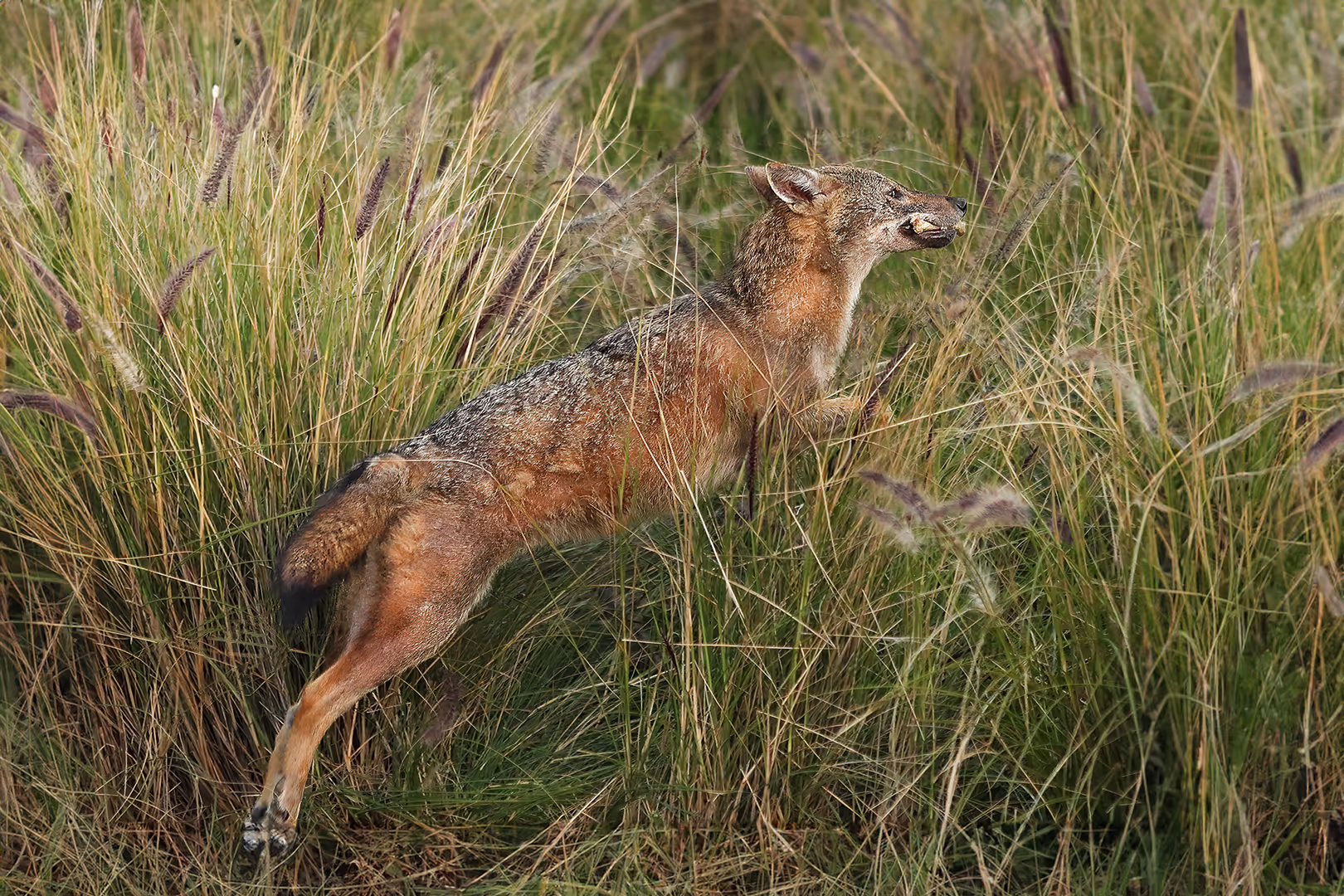 תן זהוב מזנק עם עצם בפה