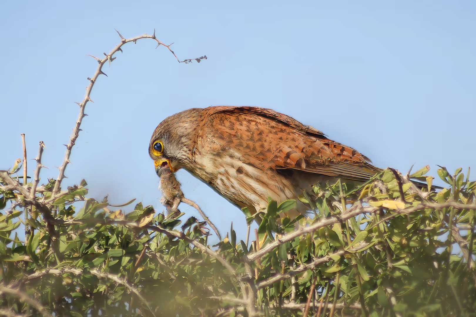 בז מצוי עם מכרסם על שיח