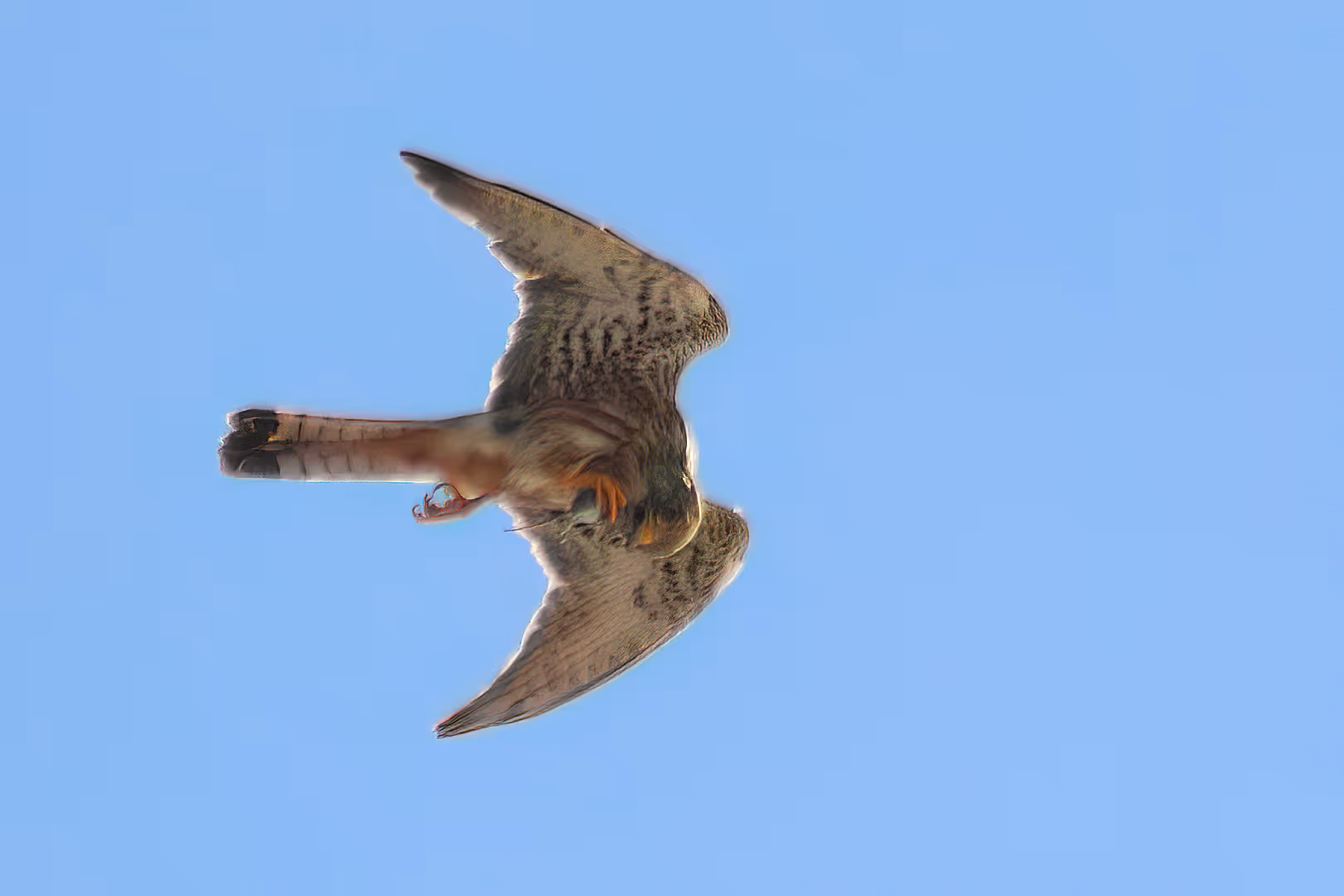 בז מצוי עם מכרסם בתעופה