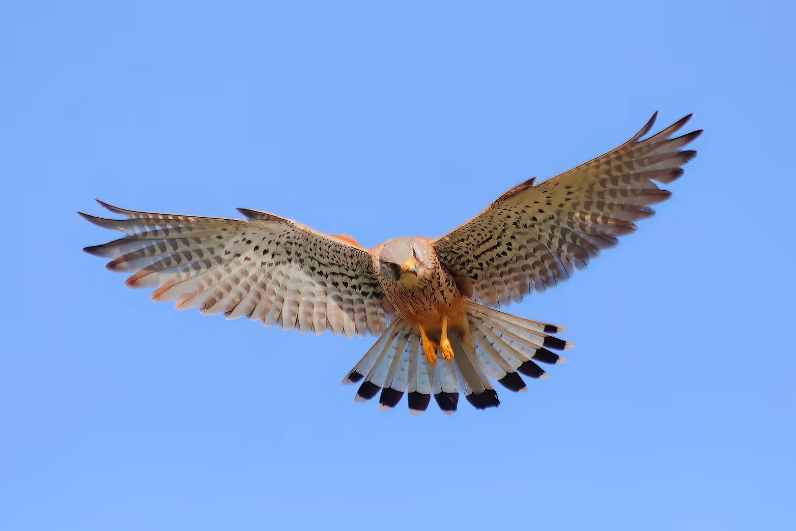 בז מצוי בתעופה