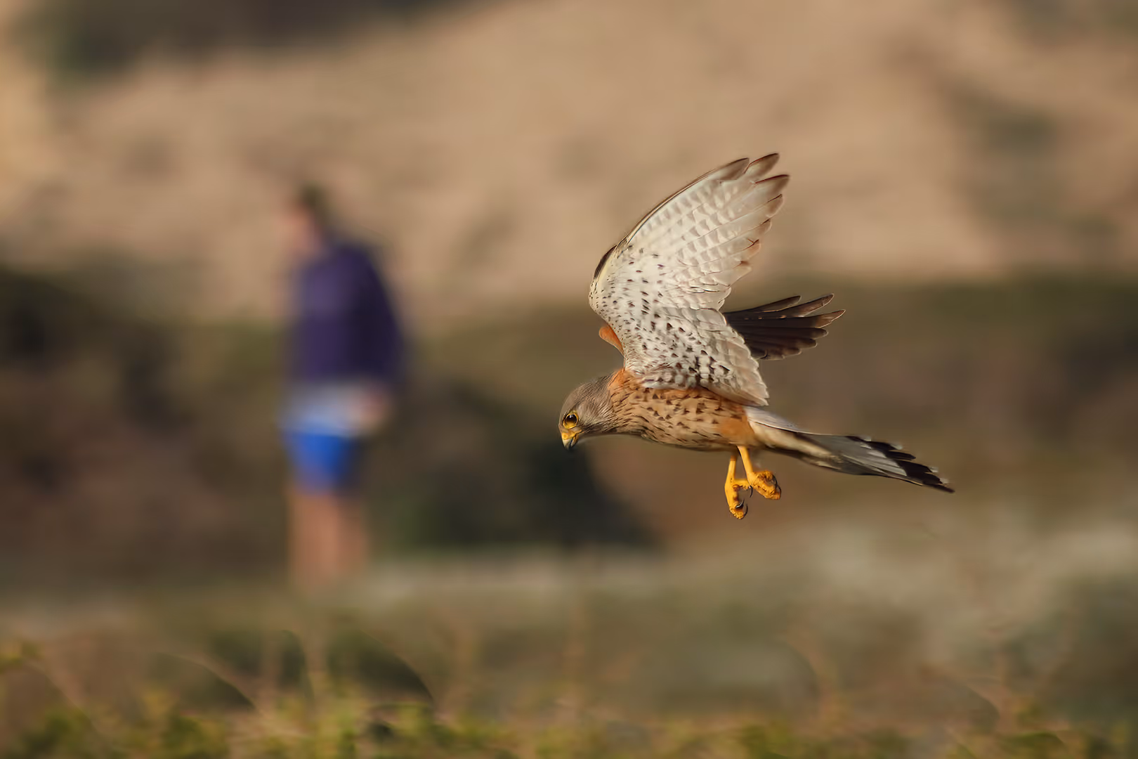 בז מצוי בתעופה עם עובר אורח