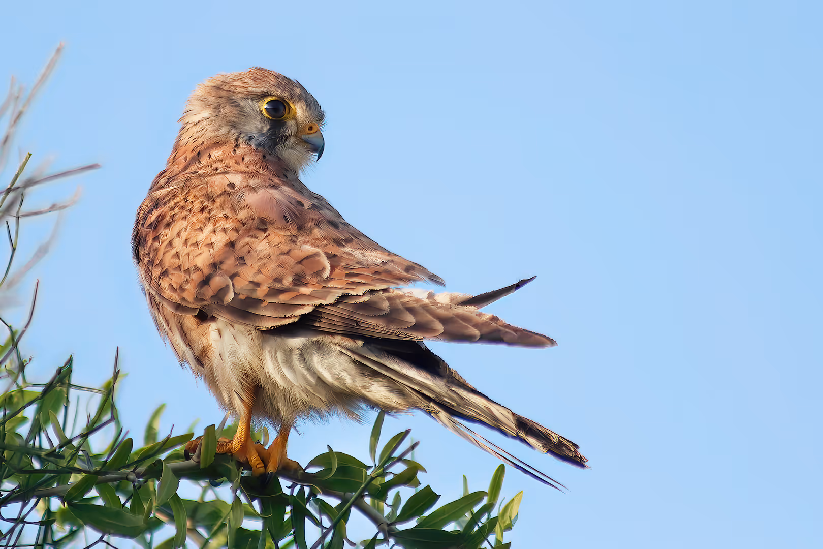 בז מצוי על ענף
