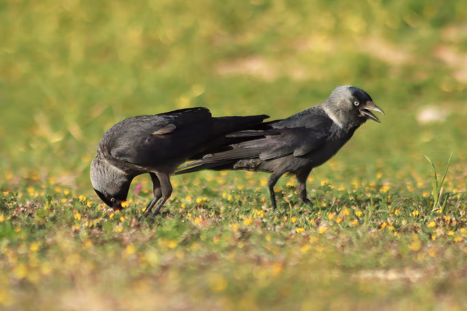 קאקים על הדשא