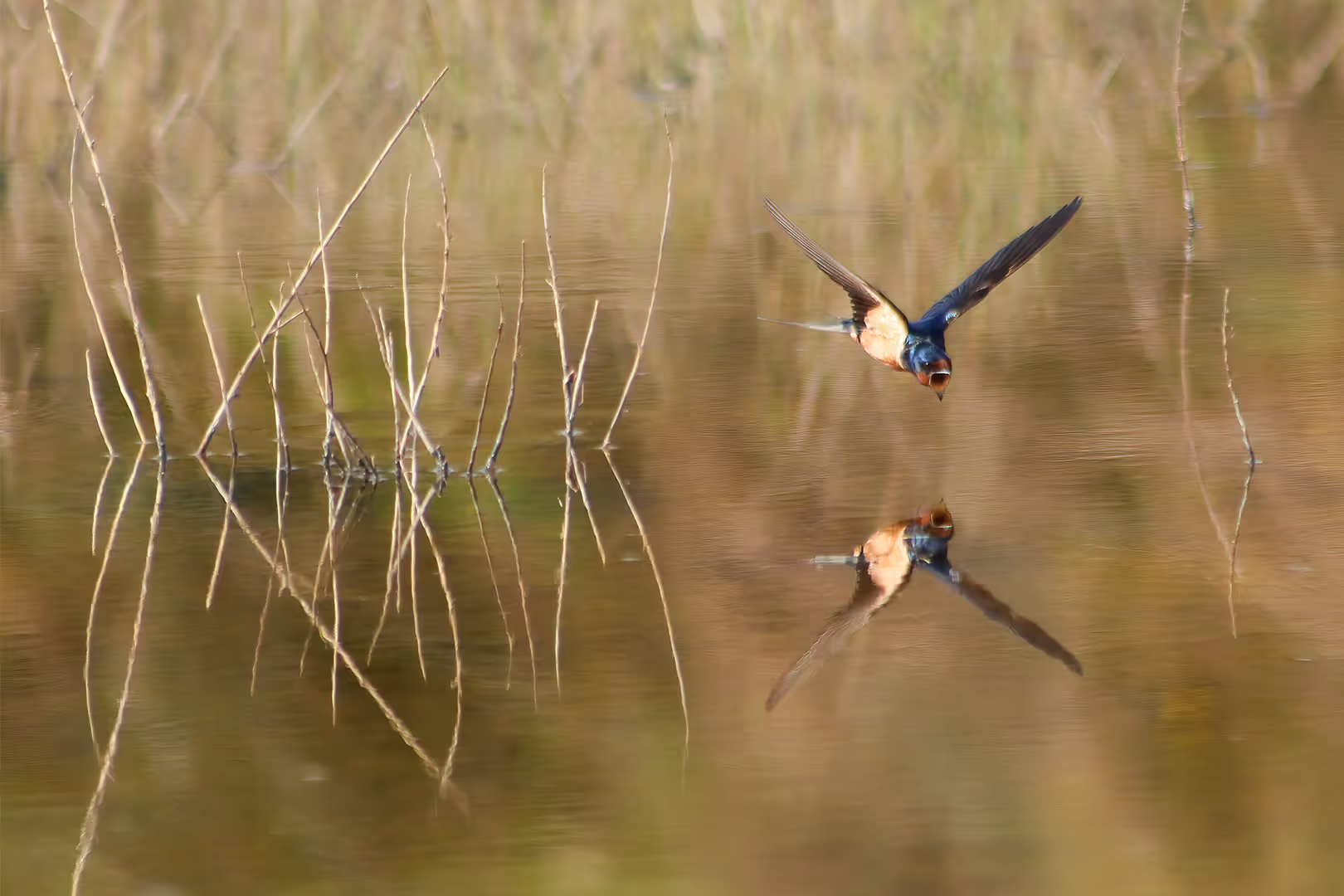 סנונית הרפתות במעוף מעל המים