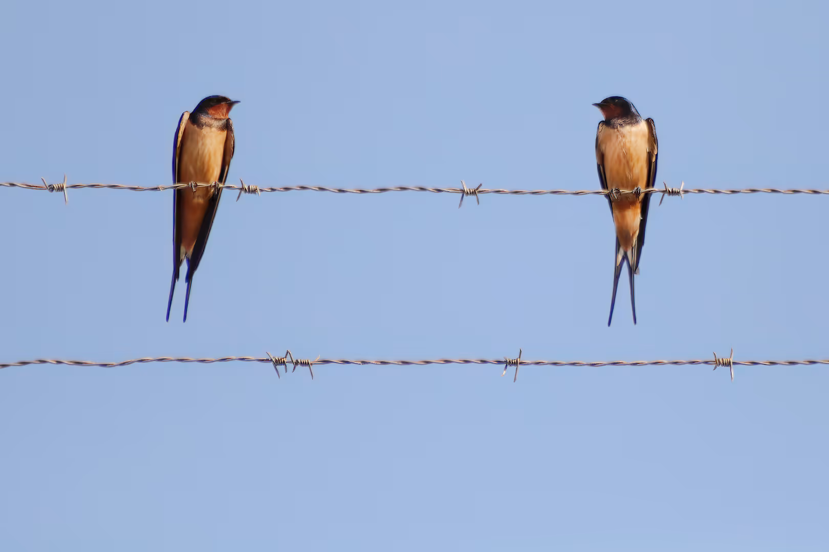 סנונית הרפתות על תיל