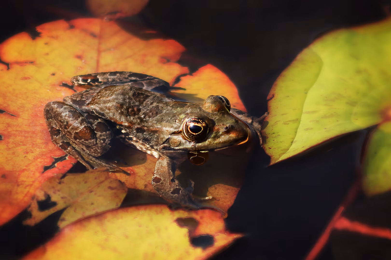 צפרדע הנחלים על עלה