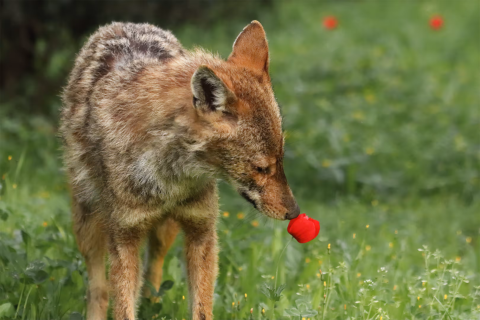 תן זהוב מריח פרח