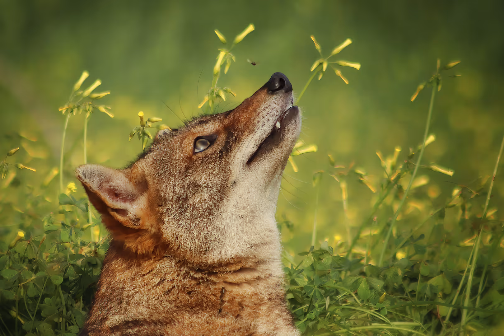 תן זהוב מביט על חרק