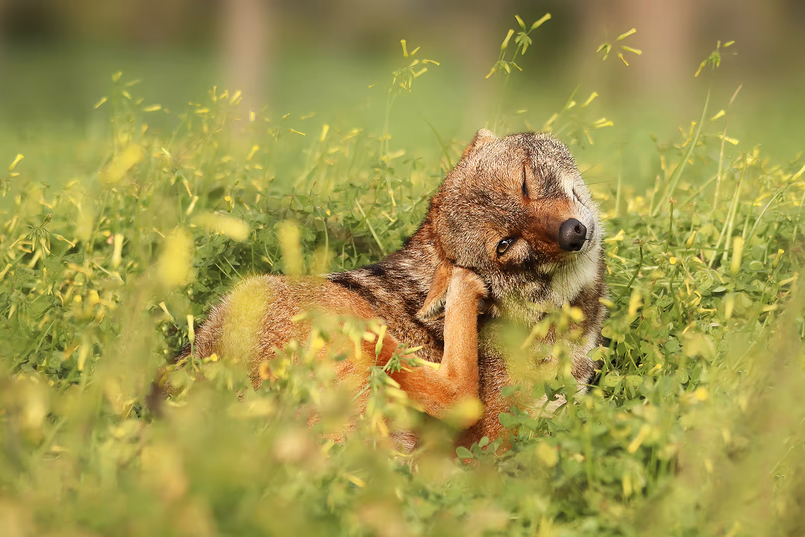 תן זהוב מתגרד