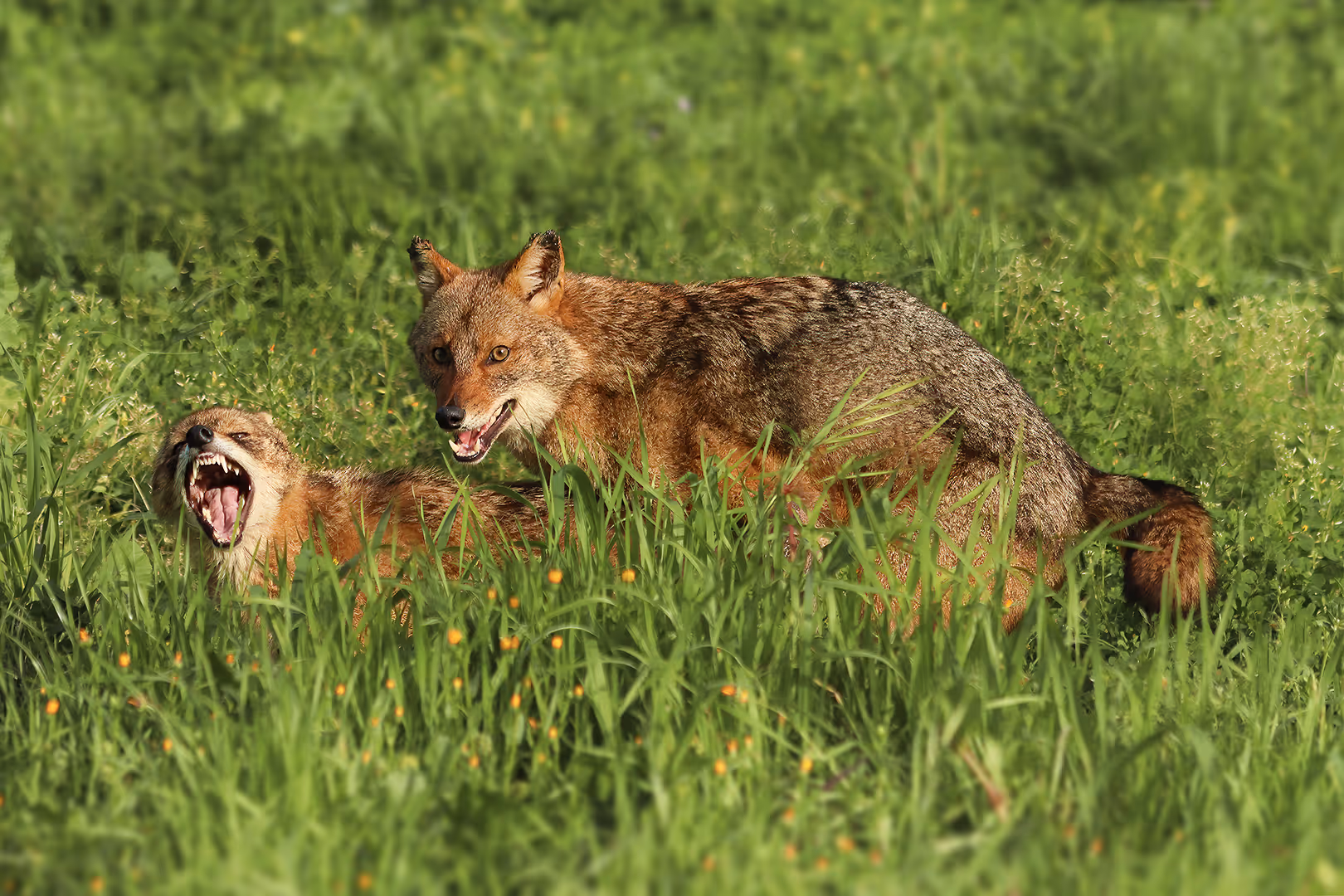 תנים זהובים מזדווגים