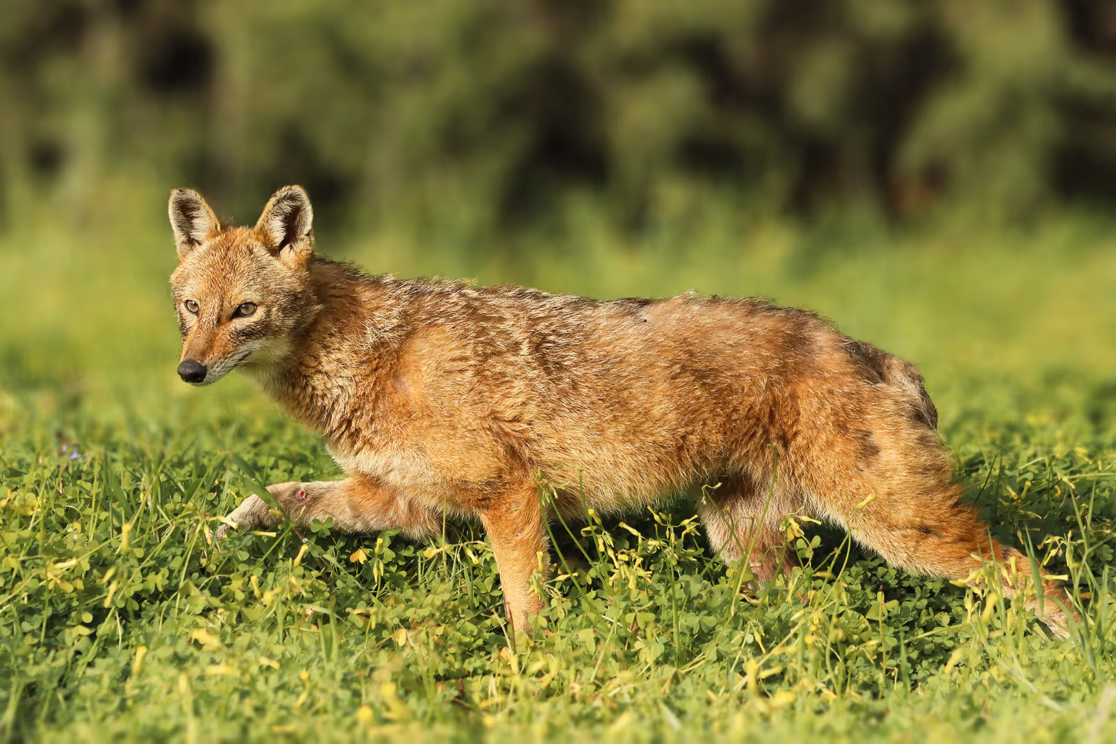 תן זהוב בהליכה