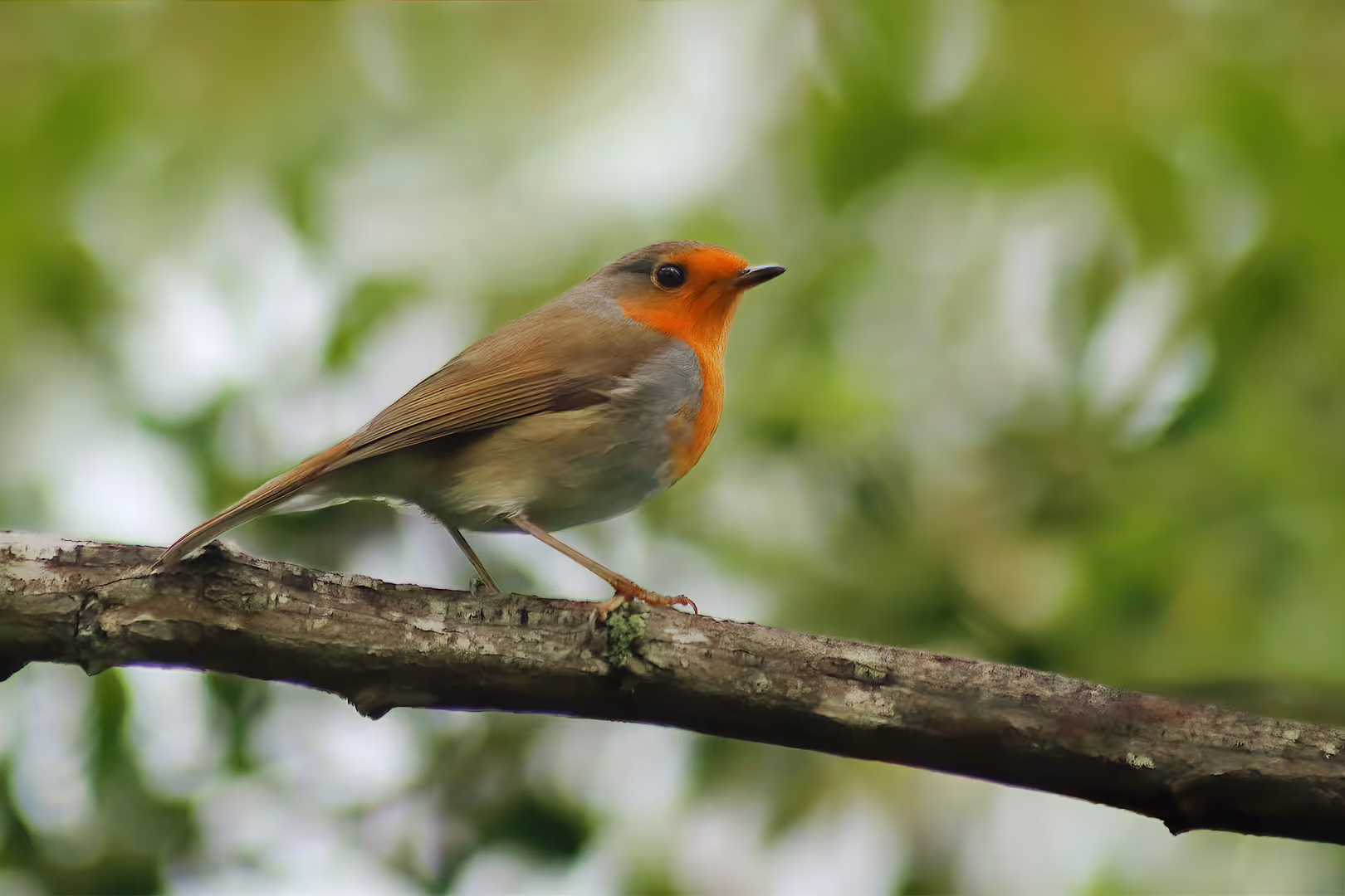 אדום חזה על ענף