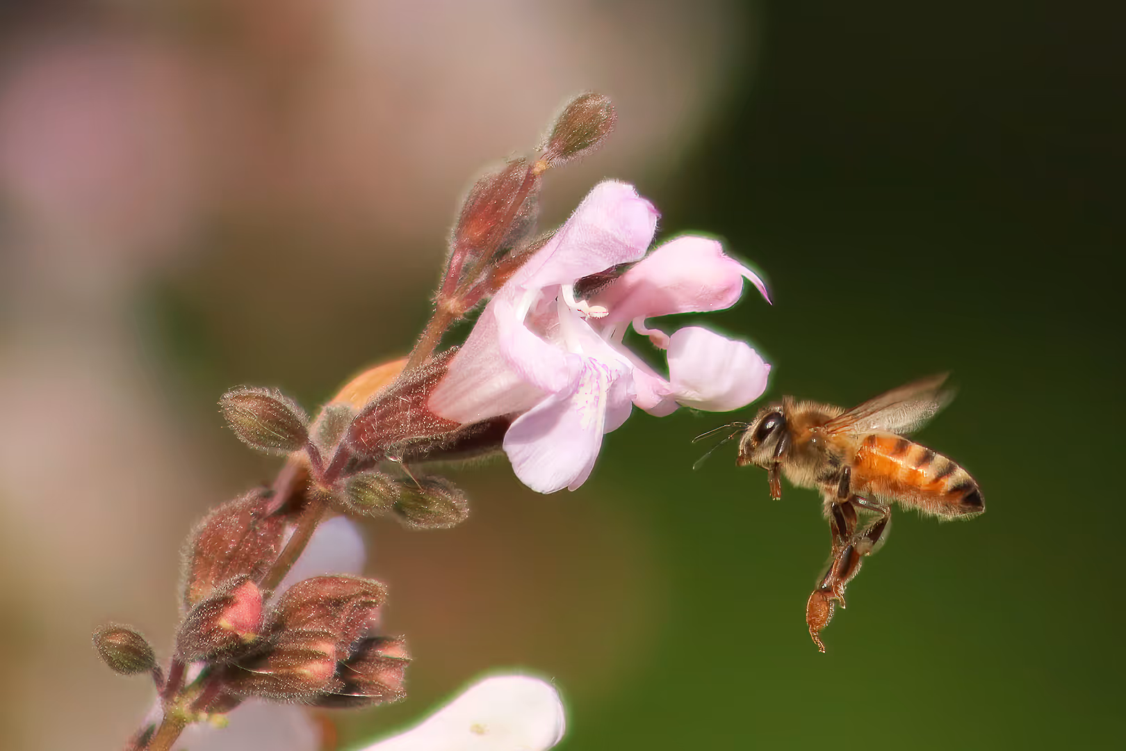 דבורת הדבש עם פרח
