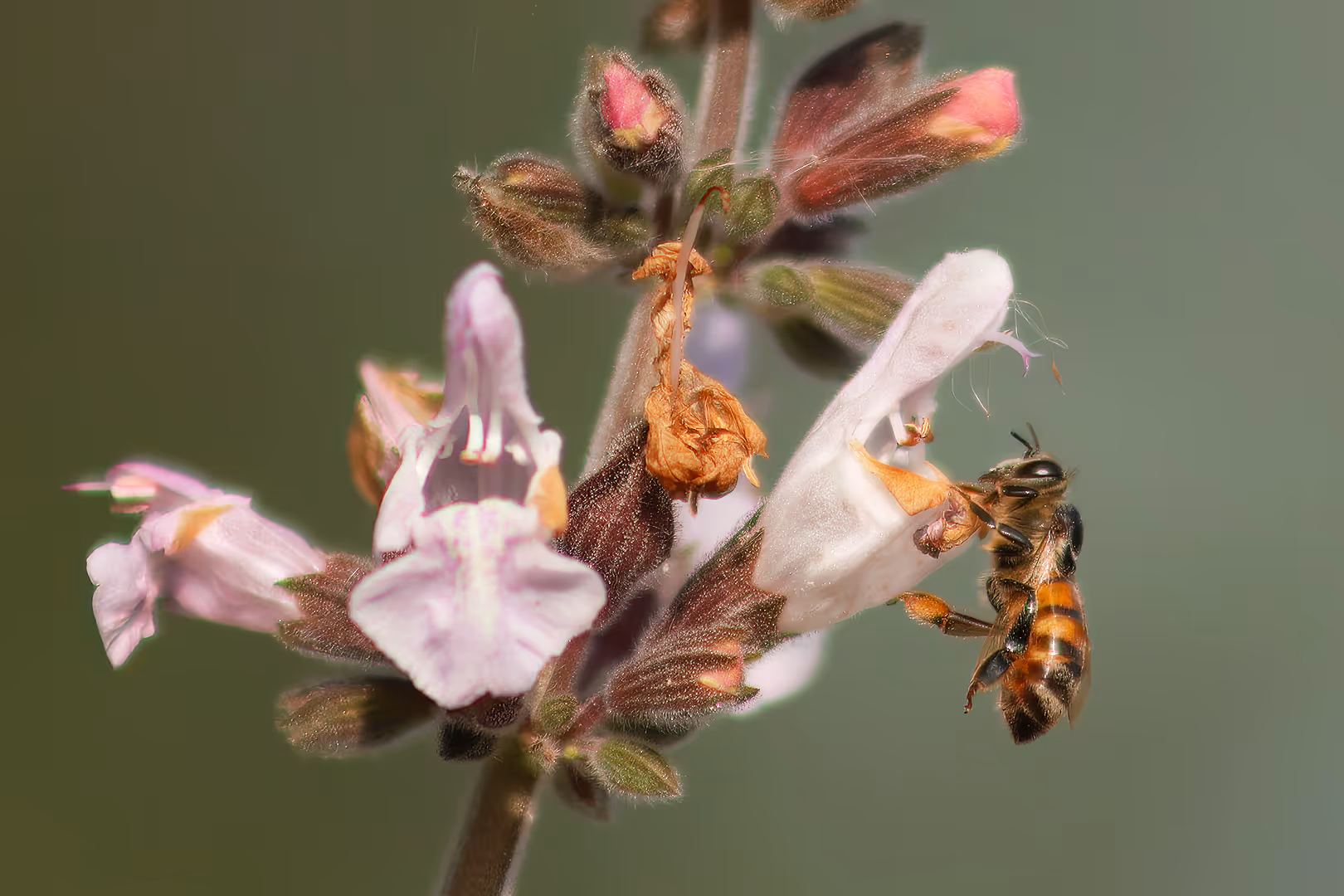 דבורת הדבש עם פרח