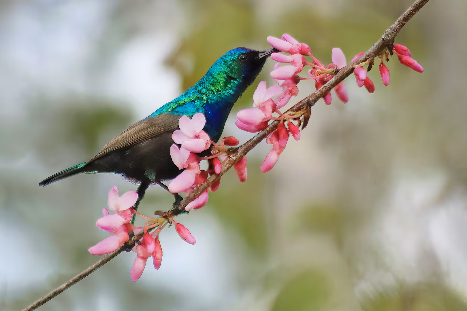 צופית בוהקת שותה מפרח