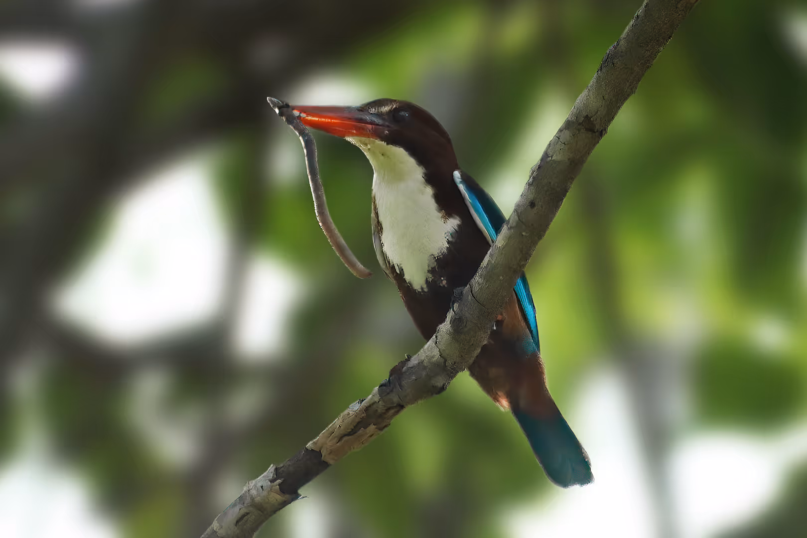 שלדג לבן חזה עם תולעת