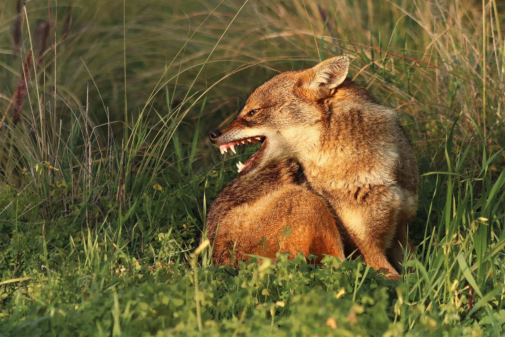 תן זהוב חושף שיניים