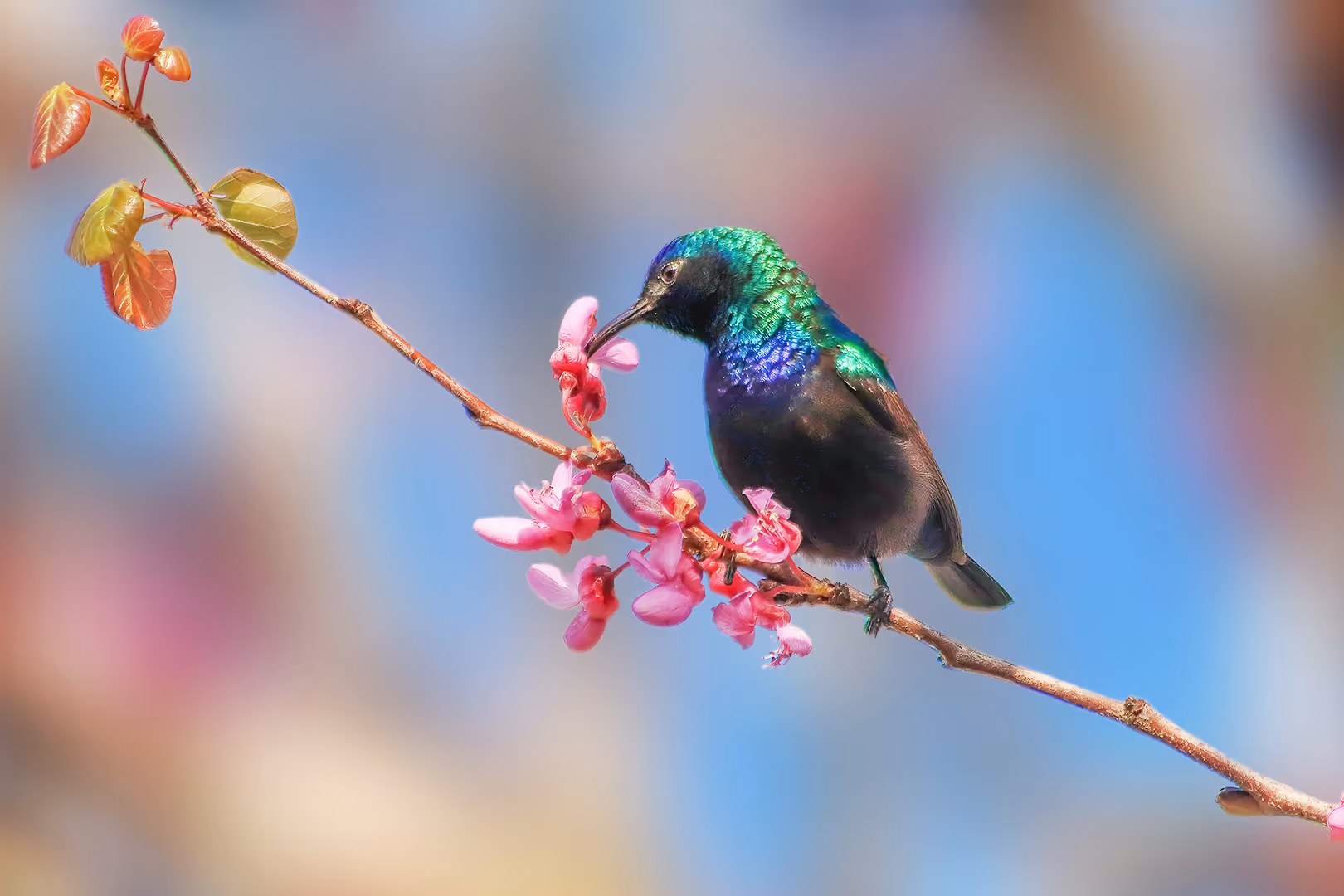 צופית בוהקת שותה מפרח