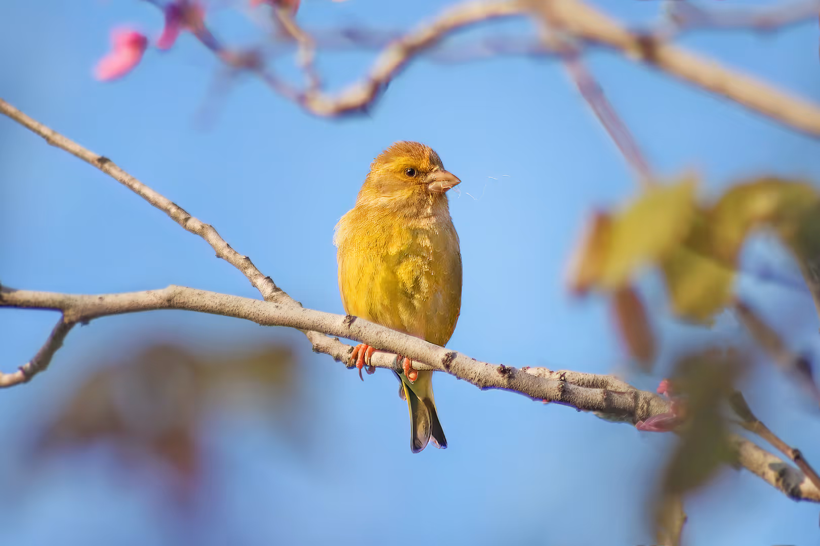 ירקון על ענף עם חומרי קינון
