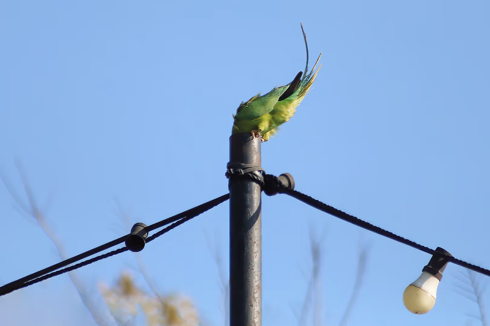 דררה מתחפשת לדגל