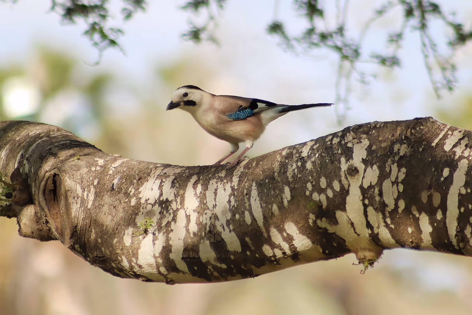 עורבני שחור כיפה על ענף
