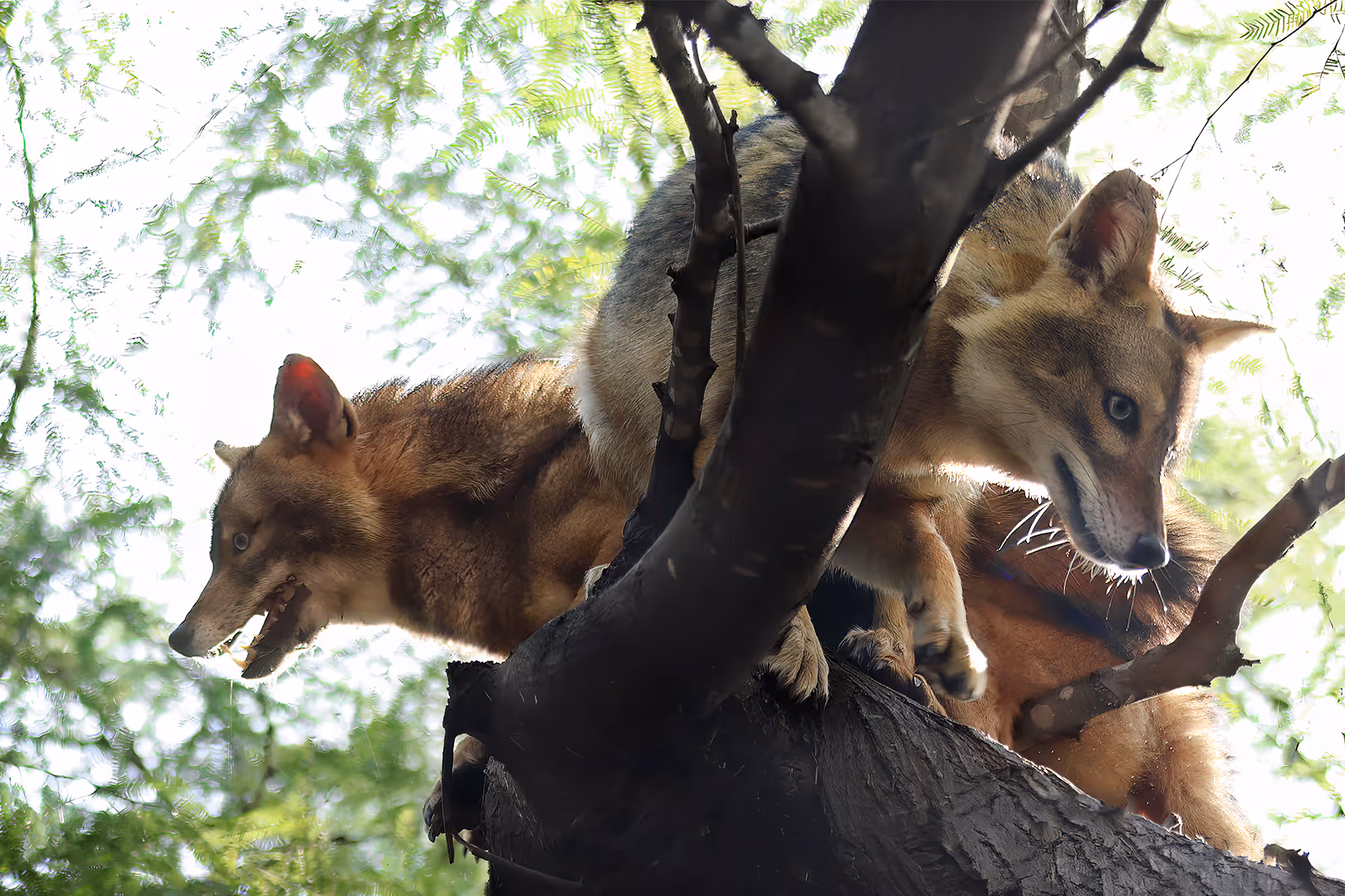תנים זהובים על עץ