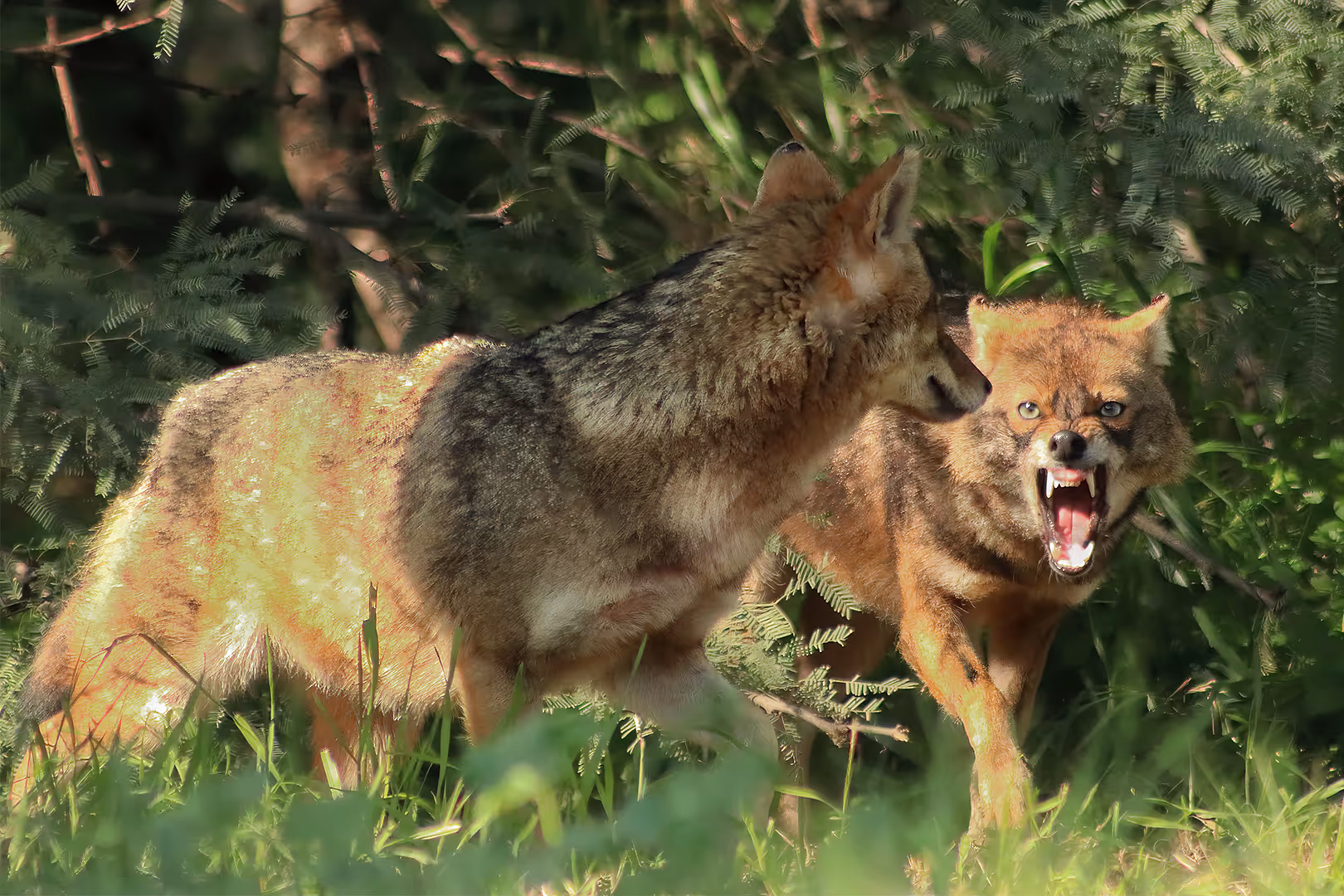 תן זהוב חושף שיניים