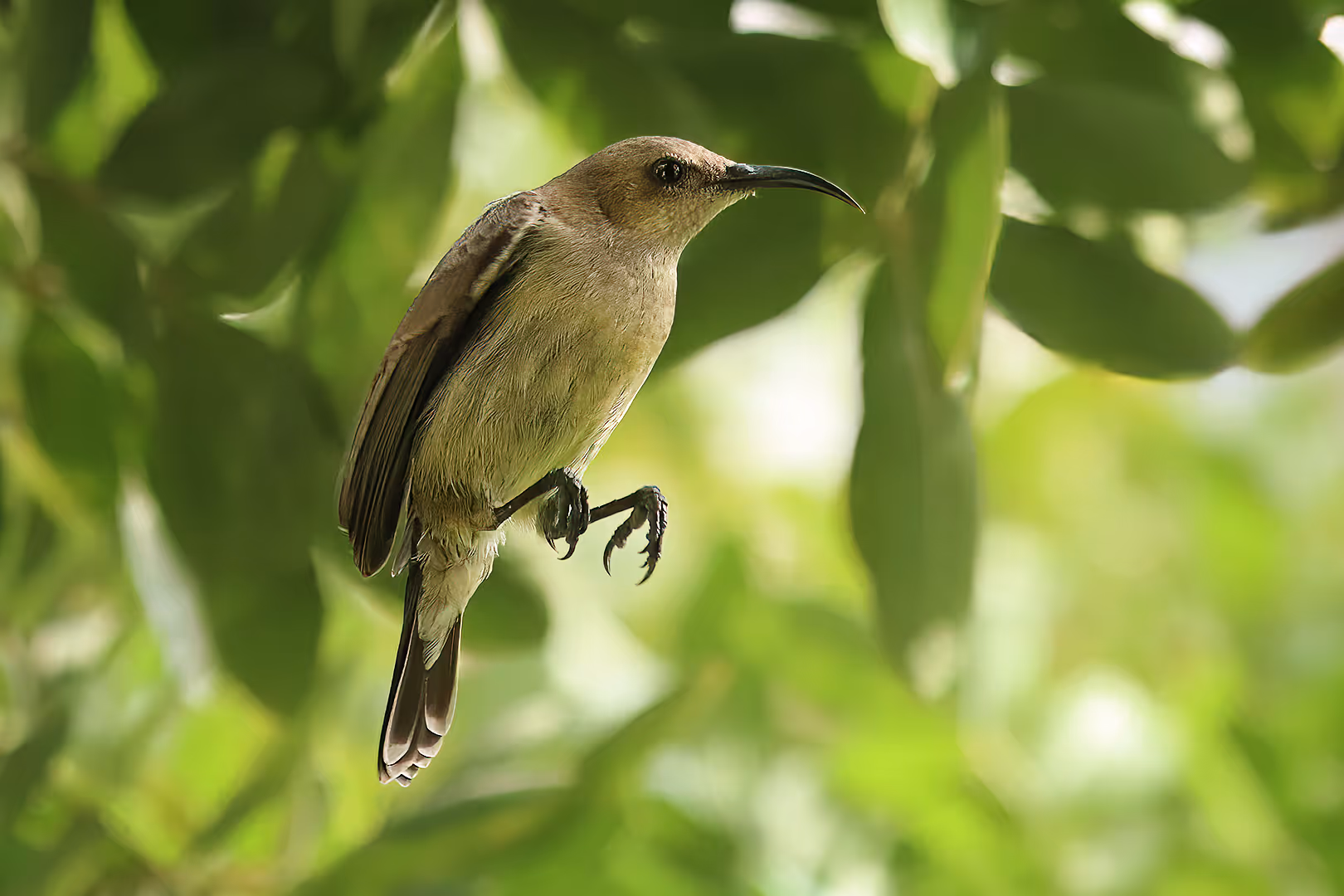 צופית בוהקת תלויה באוויר