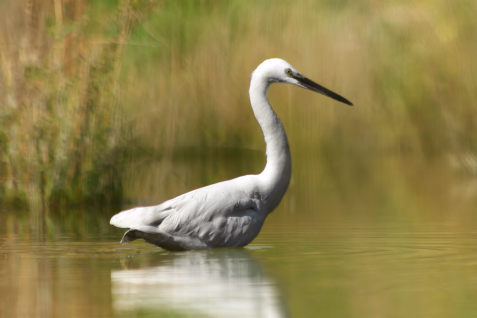 לבנית קטנה עומדת במים