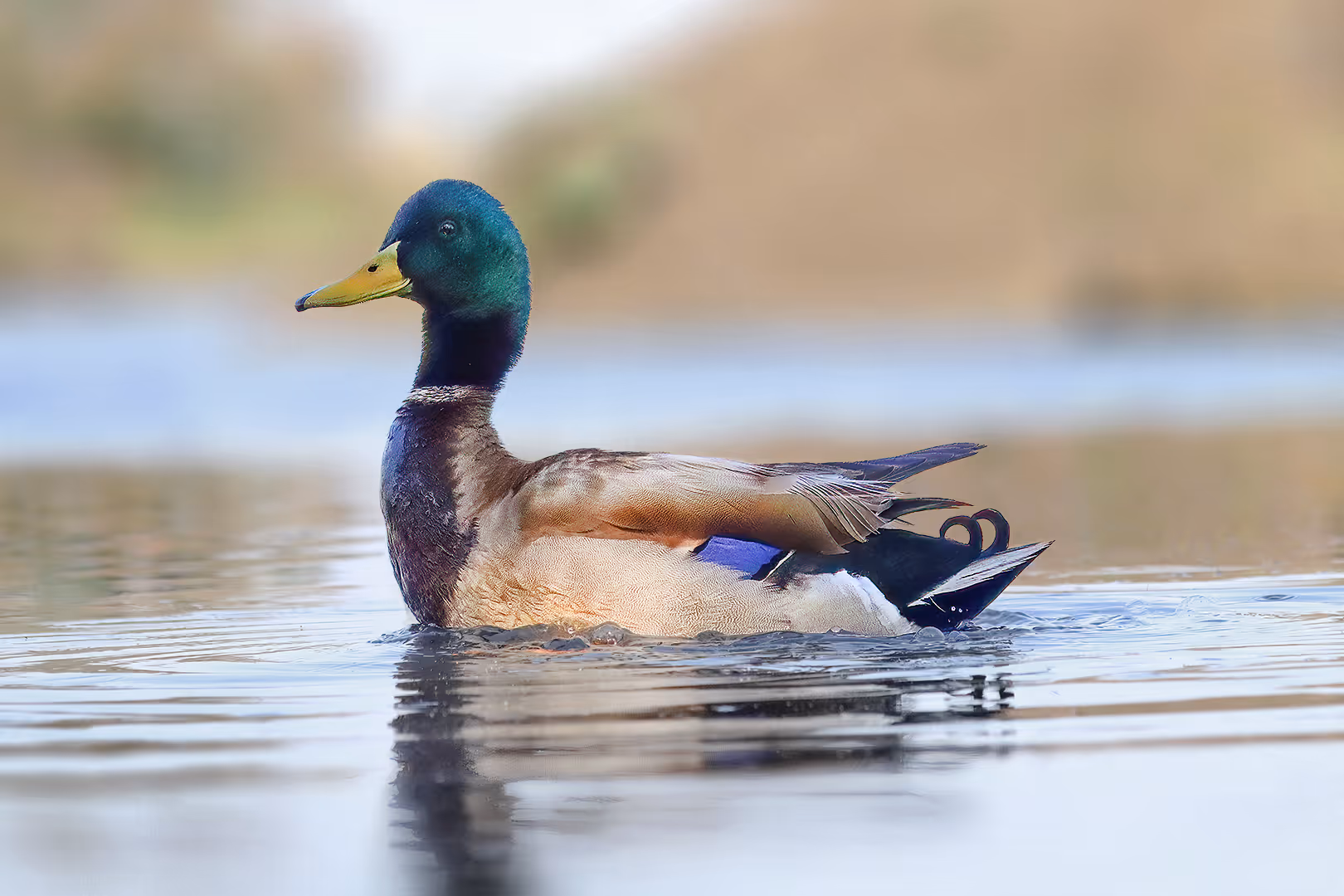 ברכייה שוחה במים